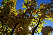 Dalla Culmine di S. Pietro allo Zuc di Maesimo sul sentiero alto estivo 21 DOL il 19 ottobre 2015   - FOTOGALLERY